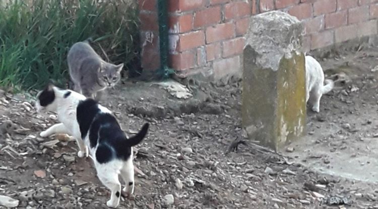 Tres gats en un carrer de la Bisbal d'Empordà