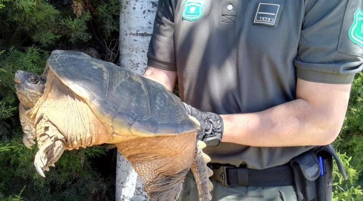 L'exemplar de tortuga mossegadora que els Agents Rurals han capturat a Vidreres. Pesa uns 5 quilos