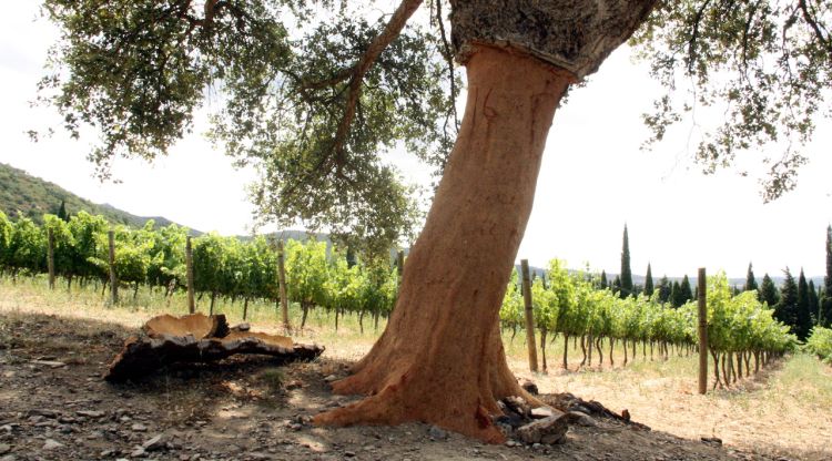 Imatge d'una alzina surera en un camp de vinyes de l'Alt Empordà. ACN