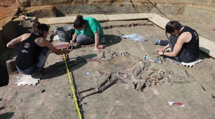 El bòvid trobat en la nova excavació al Camp dels Ninots