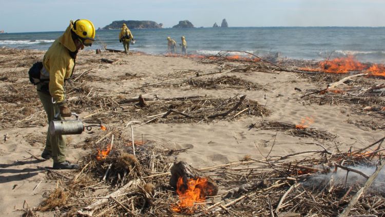 Els operaris encenen els munts de canyes i de troncs acumulats © ACN