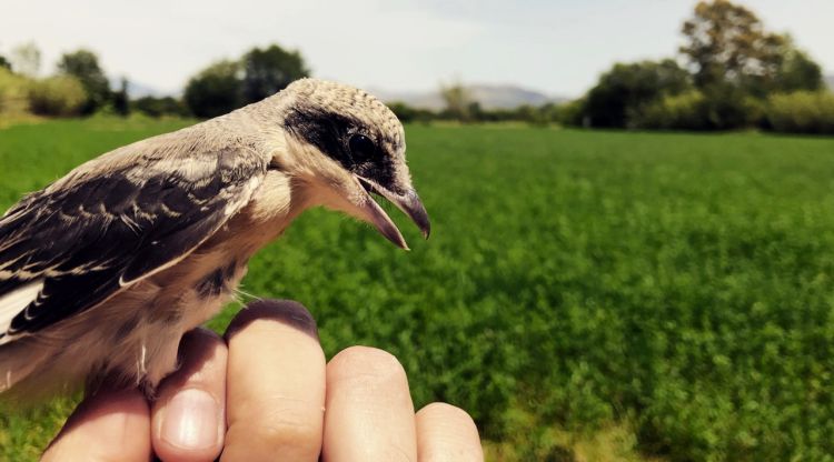 Un dels exemplars de trenca, un ocell que s'ha reintroduït al parc natural dels Aiguamolls de l'Empordà