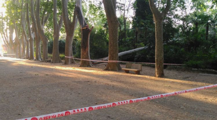 El Parc de la Devesa amb el plataner a terra i la zona acordonada