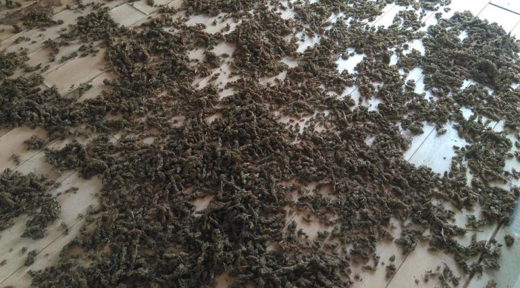Alguns dels cabdells de marihuana comissats