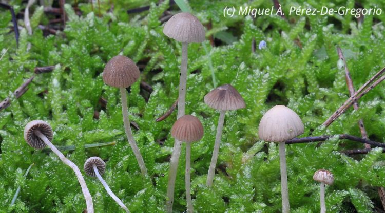 L'espècie de fong localitzada per primera vegada al Parc Natural del Montgrí. Miquel A. Pérez