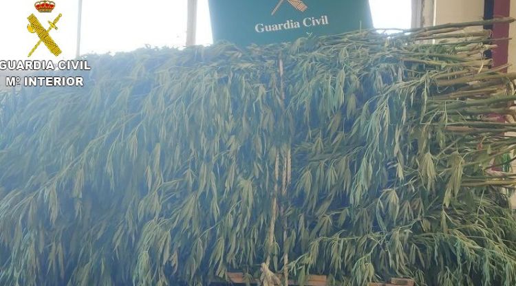 Part de la plantació de marihuana que la Guàrdia Civil va descobrir a Llers