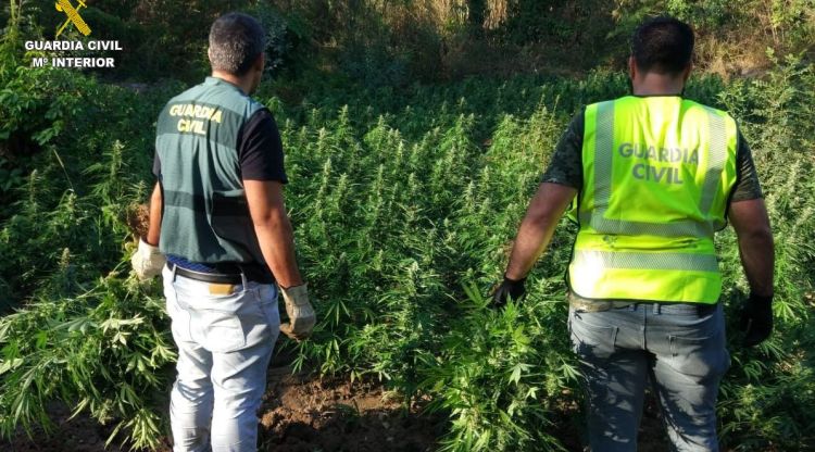 Una de les plantacions intervingudes a l'Alt Empordà