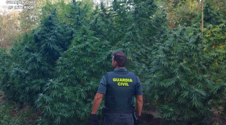 Una plantació de marihuana detectada a Sant Mori (arxiu)