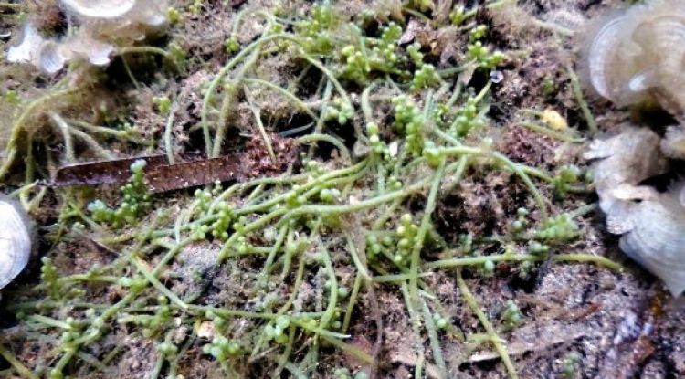Una imatge de l'alga invasora detectada a la zona nord del Cap de Creus,