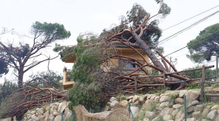 Un arbre sobre d'una casa en el municipi de Riells i Viabrea. ACN