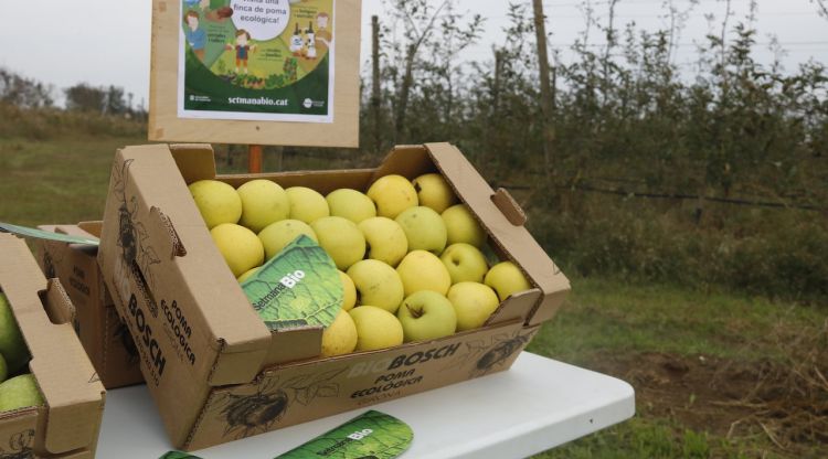 Una caixa de pomes ecològiques en una finca de pomeres a Sant Pere Pescador (Alt Empordà). ACN