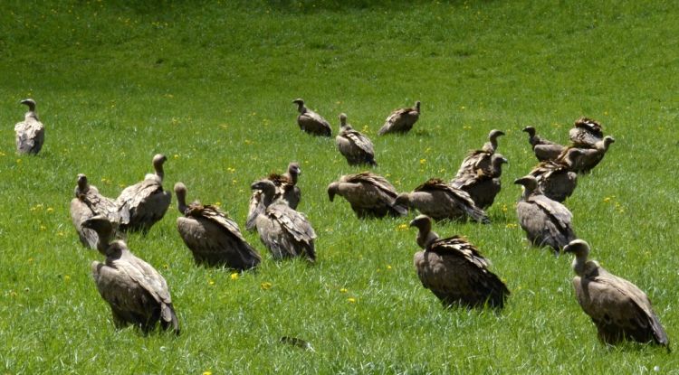 Un grup de voltors al Pallars Sobirà. ACN