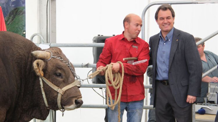 Artur Mas, durant el lliurament dels premis del concurs de raça bruna dels Pirineus © ACN