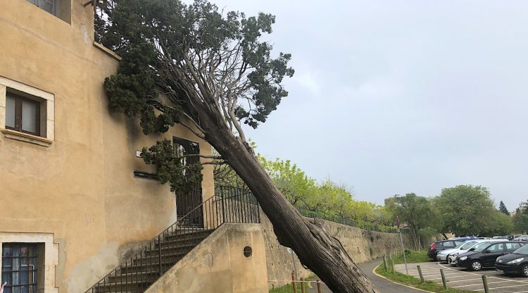 L'arbre caigut damunt de l'edifici, aquest migdia. M.Estarriola