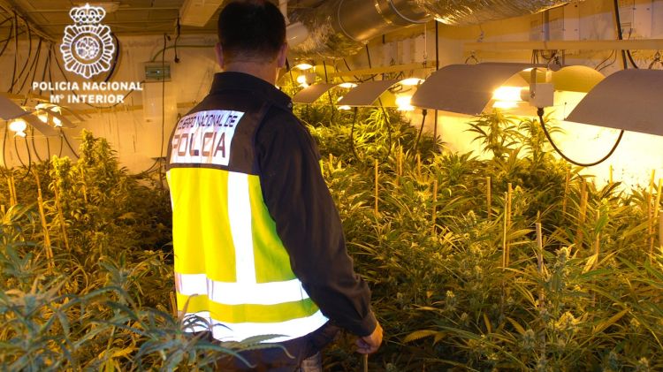 El grup tenia una gran plantació de marihuana en una hípica abandonada de Breda © ACN