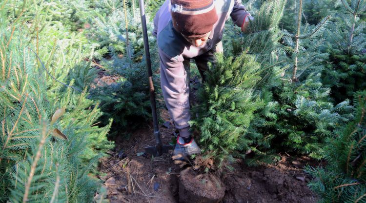 Un pagès mentre arrenca un arbre de Nadal en un camp de Les Guilleries. ACN