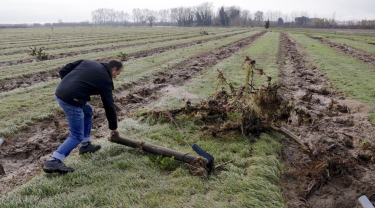 El fructicultor Joan Maria Pareta en un dels camps totalment arrasats pel temporal. ACN