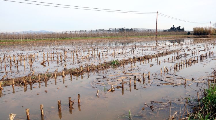 Els camps propers a Sant Pere Pescador continuen inundats després del pas del temporal per aquesta zona. ACN