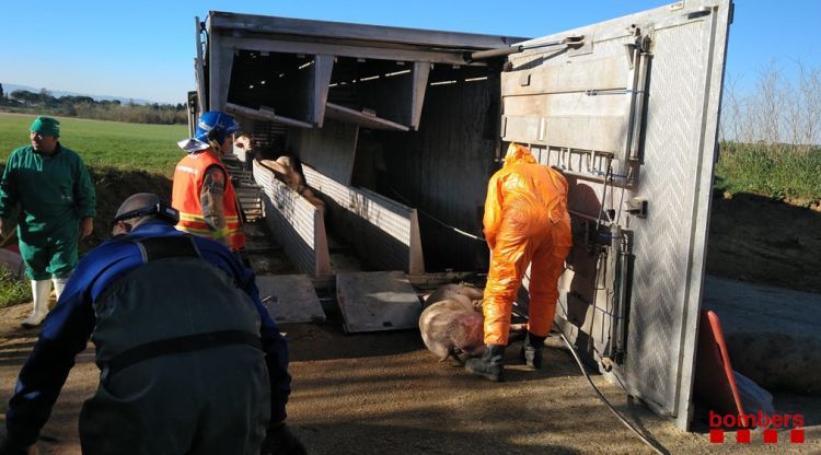 Un accident amb un camió que transportava porcs el passat mes de febrer
