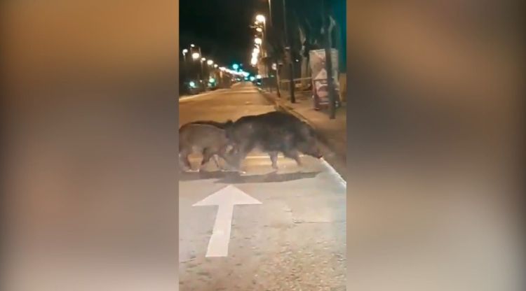 Els últims senglars s'han vist aquesta passada nit al carrer Barcelona