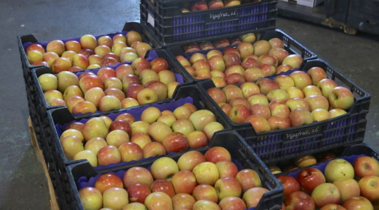 Algunes de les pomes recollides el setembre passat a dins d'unes caixes a punt de ser comercialitzades des de l'Armentera. ACN