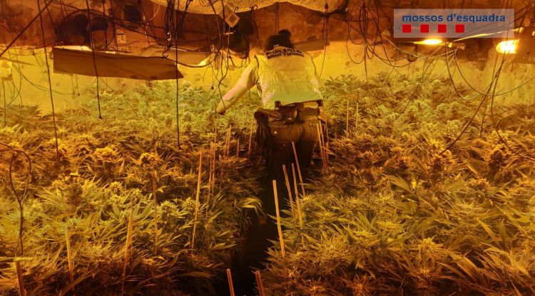 La plantació localitzada a Sant Ferriol