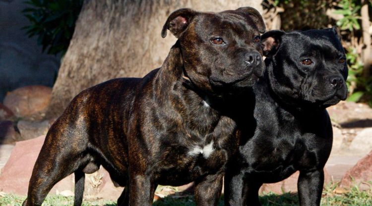 Dos Staffordshire bullterrier en una imatge d'arxiu