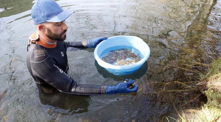 Un tècnic deixant les nàiades a la bassa de la finca de Sant Esteve de Llémena. ACN