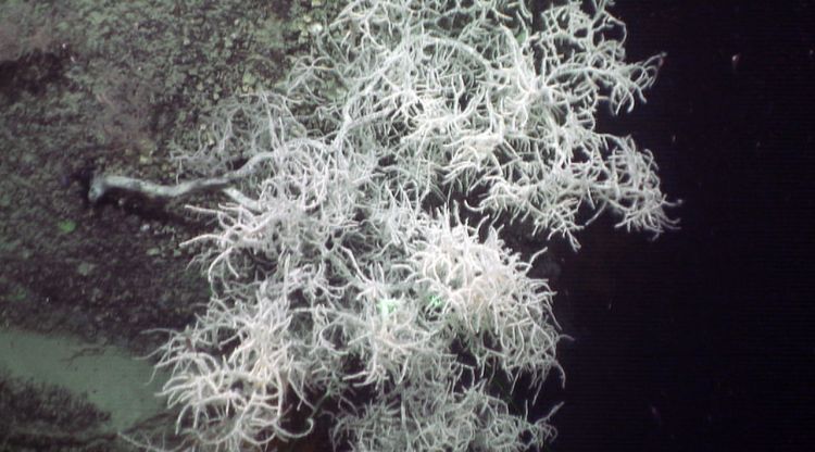 Una de les colònies de corall negre que s'ha descobert en el canyó de Blanes