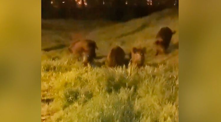 Un grup de senglars vist el dilluns a Montilivi