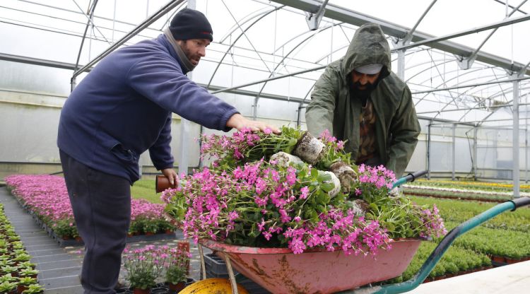 El propietari de Vivers Gonzàlez i un treballador més llançant plantes que s'han fet malbé en una carreta. ACN