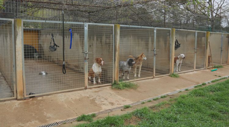 Algunes de les gàbies que hi ha a la protectora Bu Bup de la Bisbal d'Empordà amb els gossos. ACN
