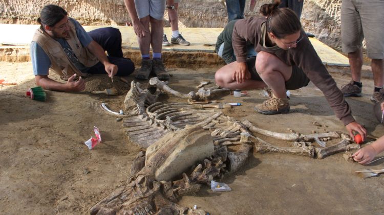 L'excavació ha permès posar al descobert l'esquelet intacte d'un bòvid de 3,3 milions d'anys © ACN