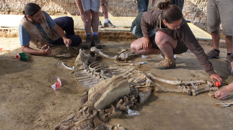 Un bòvit trobat a les excavacions del Camp dels Ninots (arxiu) © ACN