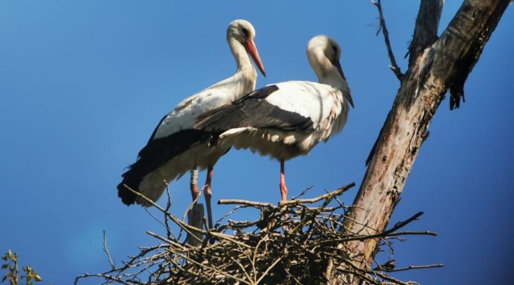 El nou niu de cigonyes que s'ha detectat als voltants de l'estany
