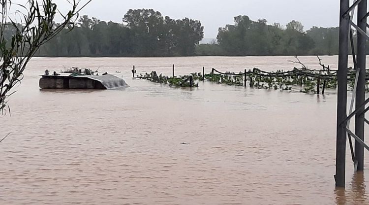 Un camp de pomeres del Baix Empordà, completament negat