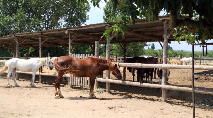 Dos cavalls en una hípica de les comarques gironines. ACN