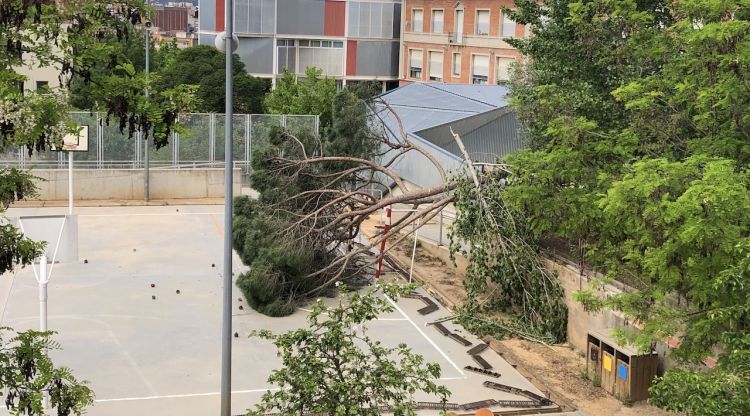 Una forta ventada va fer caure l'1 de maig del 2020 un arbre de grans dimensions al pati de l'escola Annexa. M. Estarriola