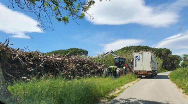Un moment de la tala amb un camió amb caixa on col·loquen els troncs dels arbres que van a terra