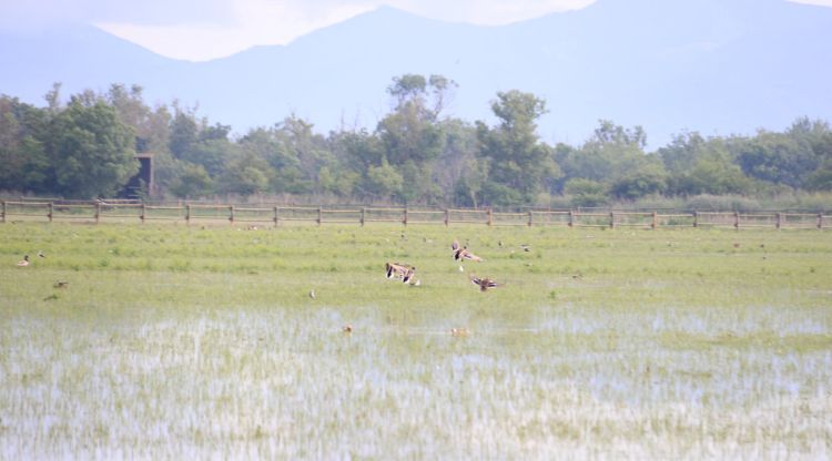 Els Aiguamolls de l'Empordà amb tres ànecs al fons aixecant el vol. ACN