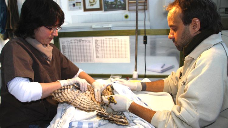 El responsable del centre i la veterinària examinen l'ala d'un astor ingressat per perdigonejada.