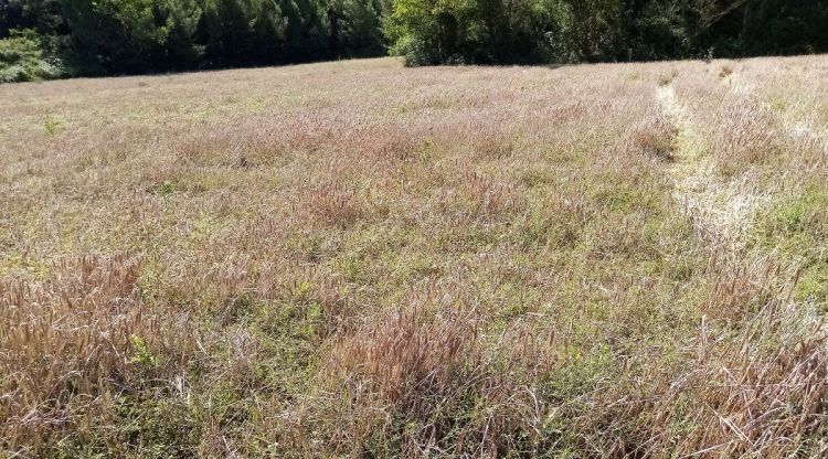 Camp d'ordi malmès a Ventalló
