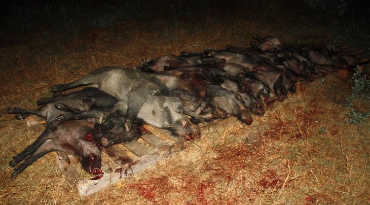 La vintena de senglars capturats durant el recorregut nocturn a la zona de Cruïlles. ACN