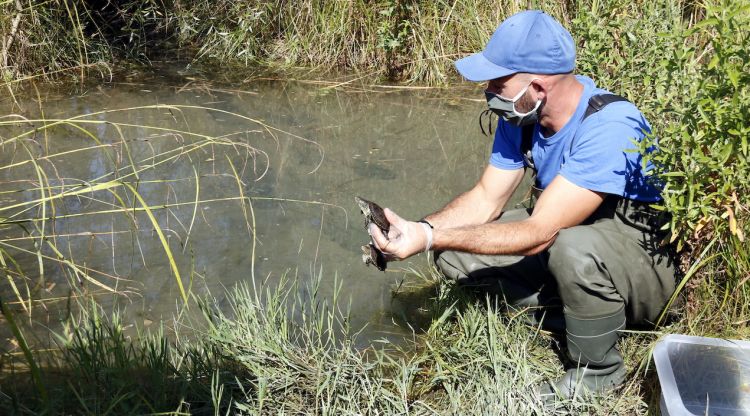 Un tècnic del Consorci de l'Estany amb una tortuga d'estany abans de ser alliberada. ACN