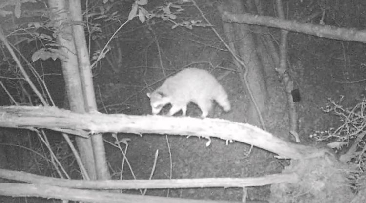 Captura de pantalla del vídeo on apareix l'os rentador en un bosc de Maçanet de Cabrenys. ACN
