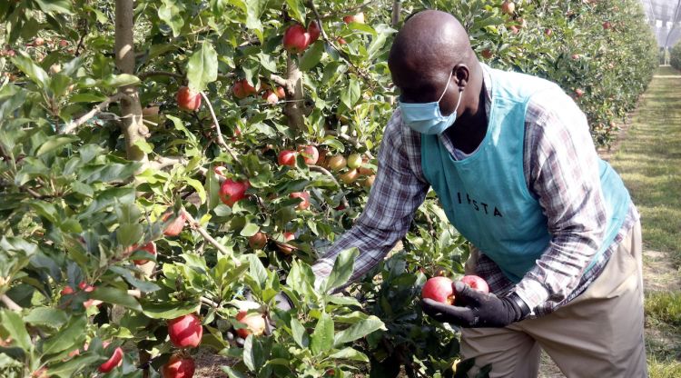 Un treballador amb armilla recollint pomes en una finca de l'Armentera. ACN