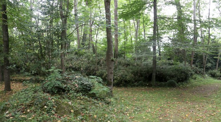 Una zona boscosa de les comarques gironines que segueix una gestió forestal sostenible. ACN