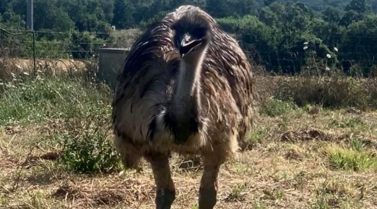 L'emú que han robat d'una finca de Llagostera