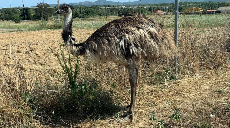 L'emú recuperat a Llagostera, altra vegada dins el seu tancat. ACN