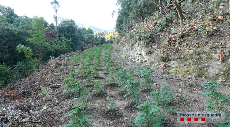 Imatge de la plantació de marihuana al Parc Natural del Montseny